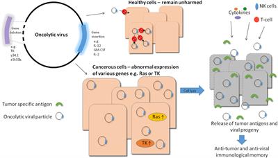 Oncolytic Viruses—Interaction of Virus and Tumor Cells in the Battle to Eliminate Cancer